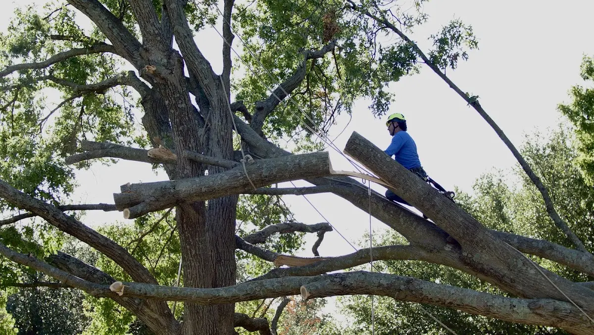 Professional Hazardous Tree Removal performed by certified arborists in Needham